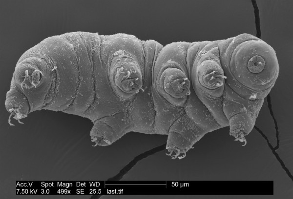 A tardigrade strikes a pose for the microscope. Credit: Byron Adams.